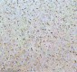 Anti-QK1 Rabbit Monoclonal Antibody